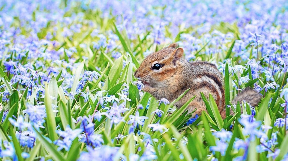 How to Get Rid of Chipmunks? 15 how to get rid of chipmunks