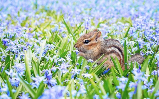 how to get rid of chipmunks