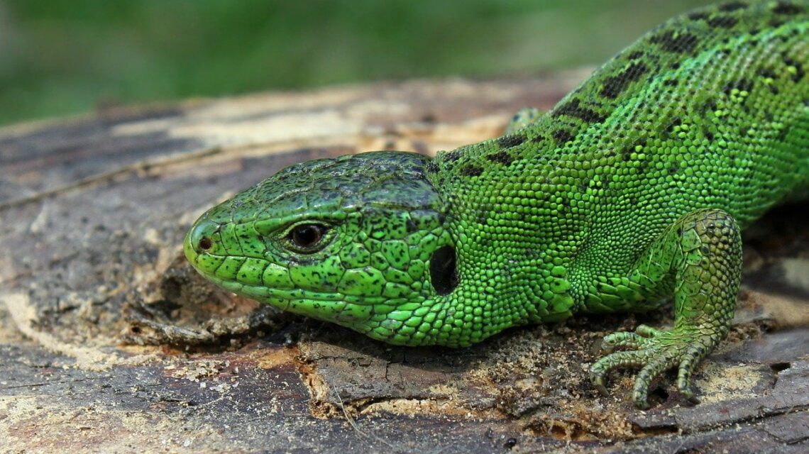 how to get rid of lizards