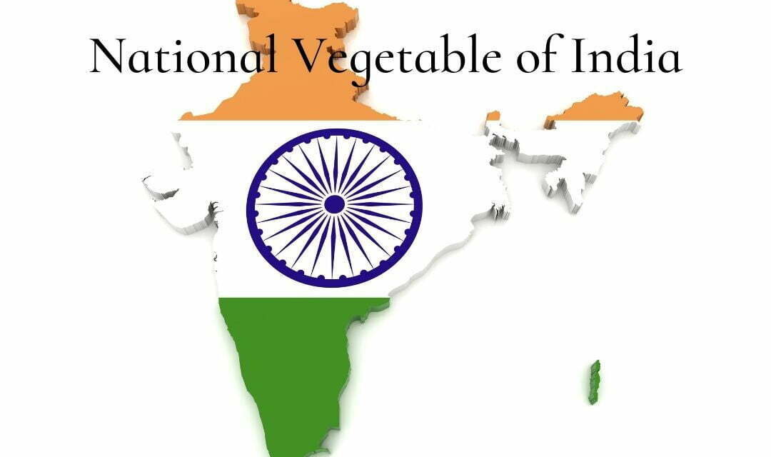National Vegetable of India