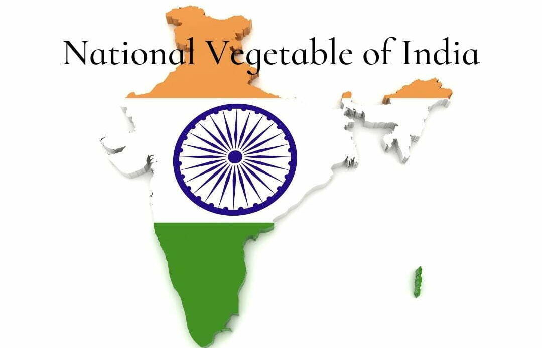 National Vegetable of India