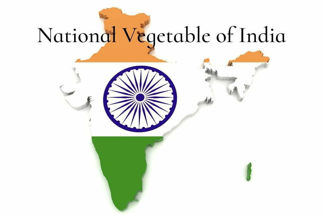 what-is-the-national-vegetable-of-india-learn-forget