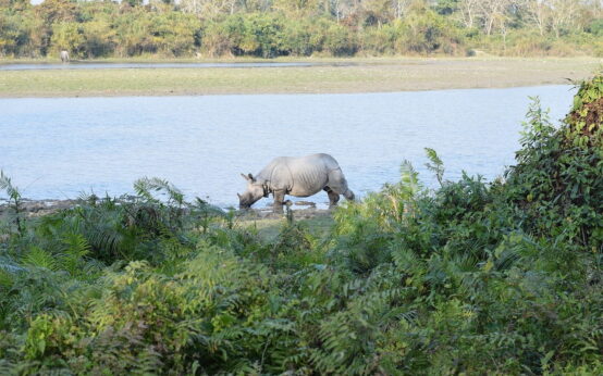 Kaziranga National Park
